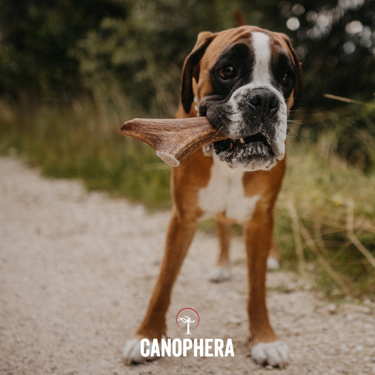 XL Red Deer Antler - Canophera