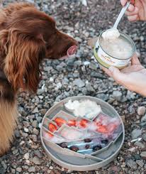Dog eating yogurt with berries from a container on a gravel surface