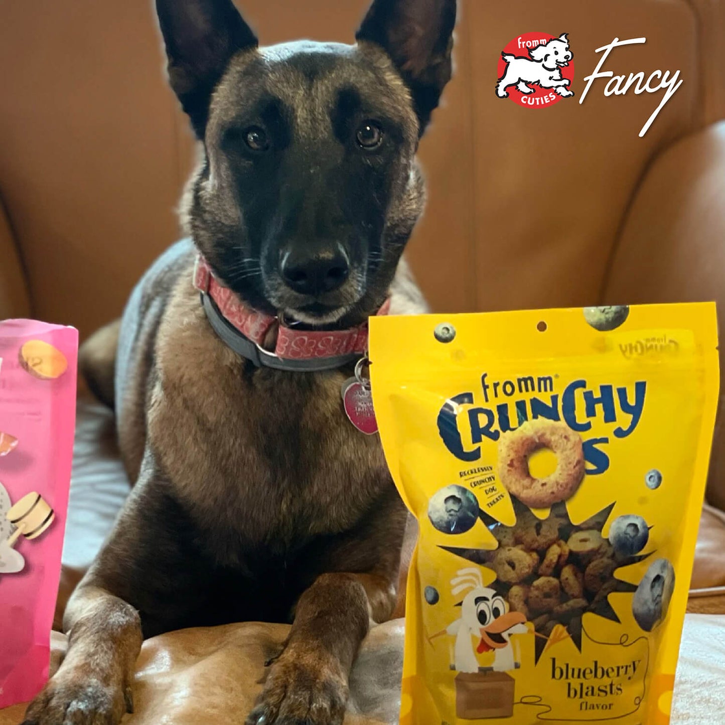 Dog sitting next to a bag of 'fromm Crunchy Os' blueberry blasts flavor dog treats with 'fromm' brand logo.