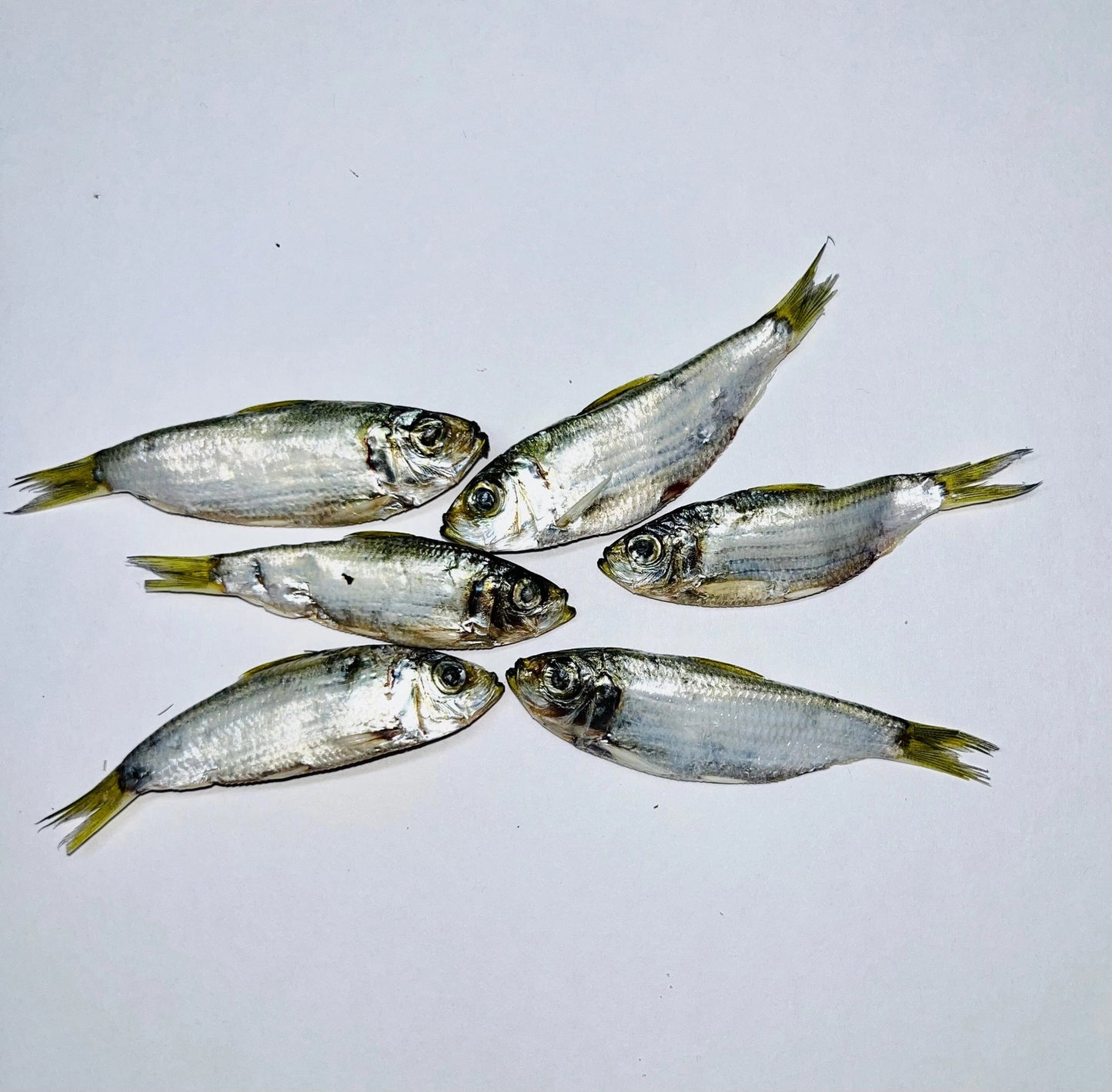 Florida Man - Whole Florida Sardine Fish