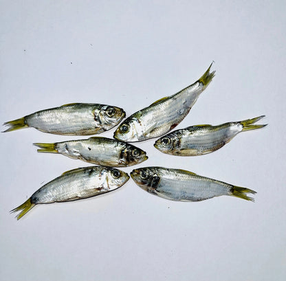 Florida Man - Whole Florida Sardine Fish