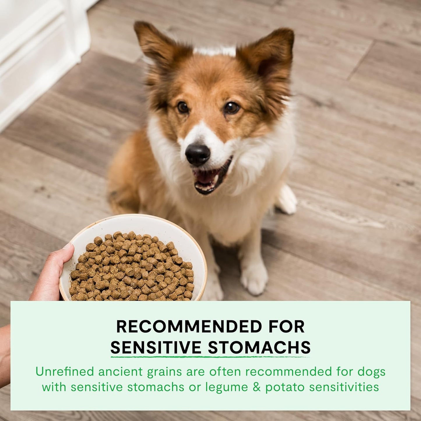Pasture-Raised Lamb & Ancient Grains Dog Kibble