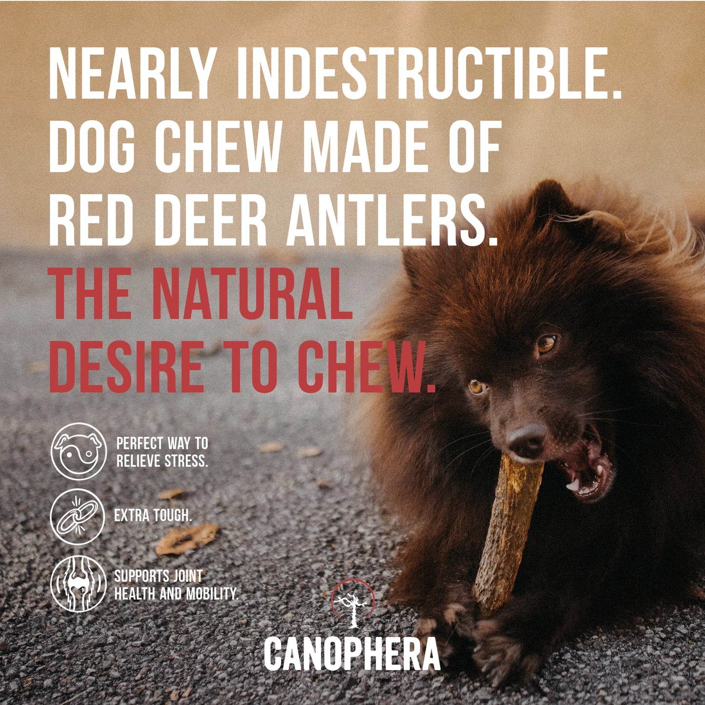XL Red Deer Antler - Canophera