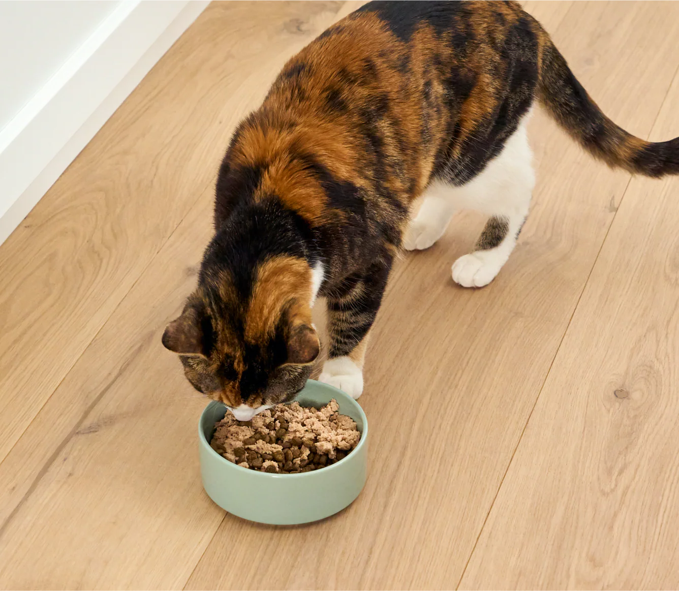 Salmon & Cod Topper for Cats