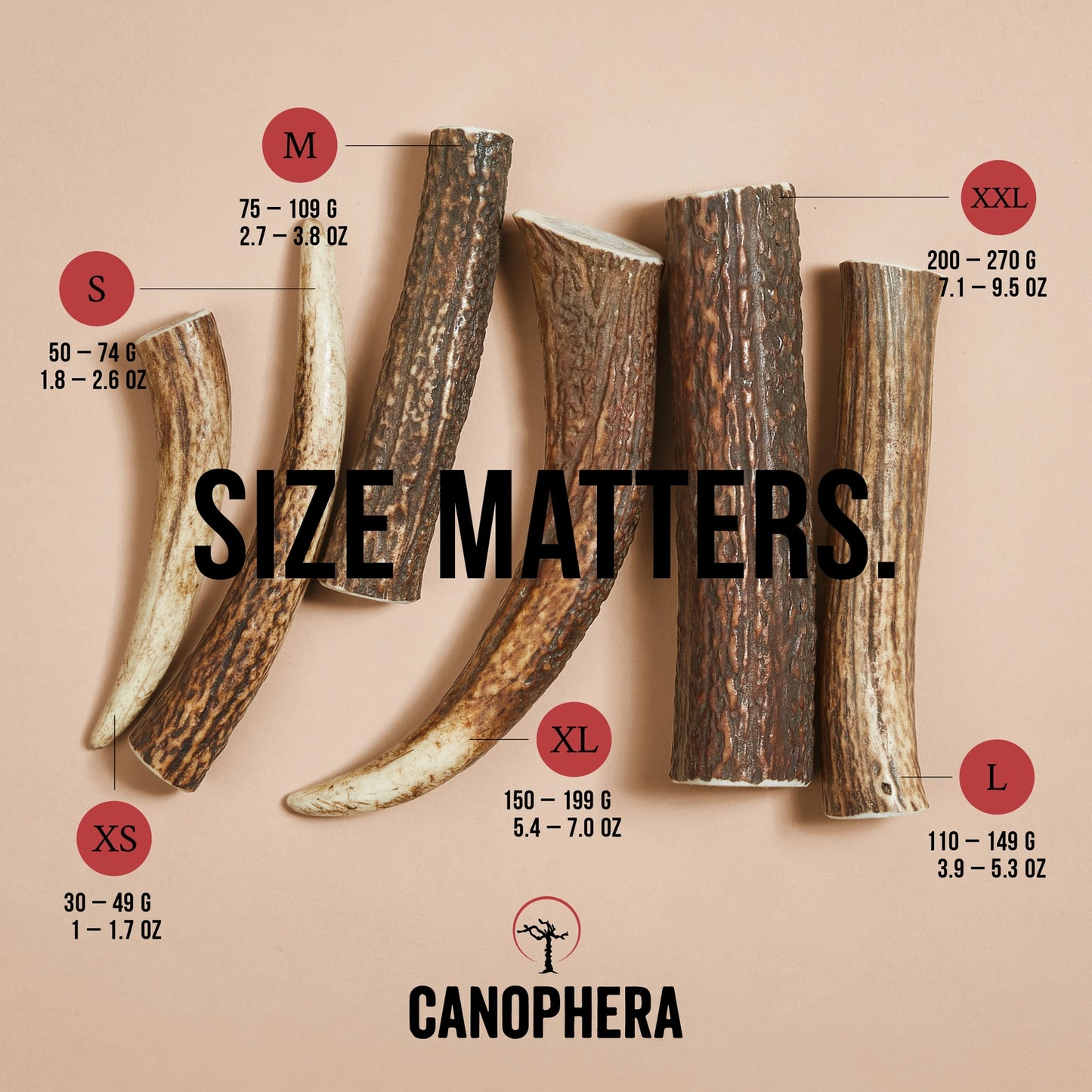 XL Red Deer Antler - Canophera