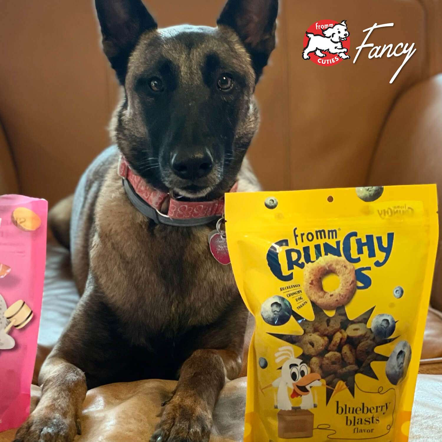 Dog sitting next to a bag of 'fromm Crunchy Os' blueberry blasts flavor dog treats with 'fromm' brand logo.