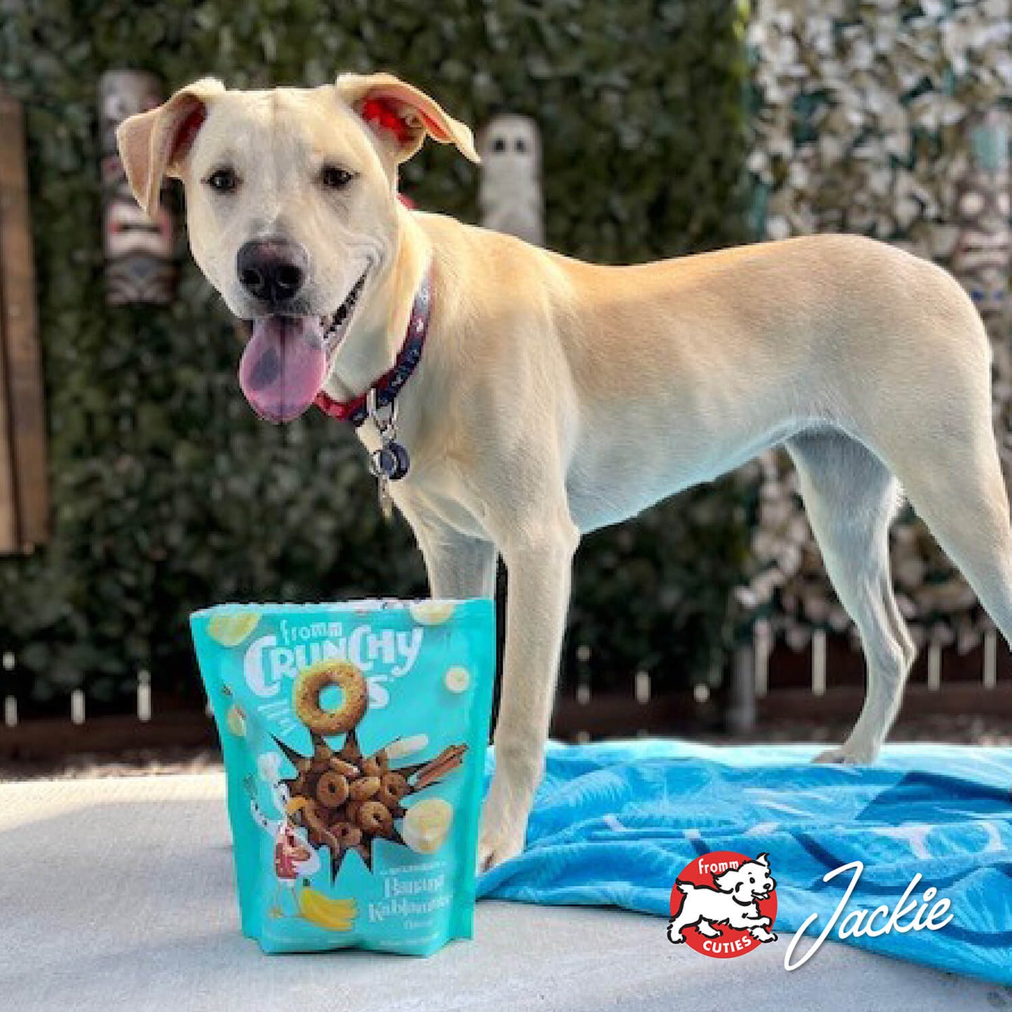 Dog standing next to a bag of Crunchy C's cereal with a blue blanket and outdoor background